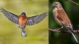 Pinzon y Pardillo cantando en plena naturaleza [upl. by Ahsoek]