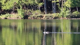 Nature Lake Wassookeag [upl. by Guenevere]