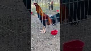 Así o más finos gallos gallosblancos rooster fvpシ [upl. by Adnicul]