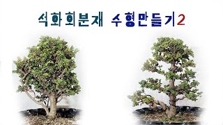 석화회분재 수형만들기2sekka hinoki bonsai [upl. by Oslec]