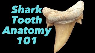 Shark Tooth Anatomy 101 [upl. by Justin]