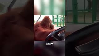 MindBlowing Orangutan Drives a Golf Cart shorts animals funny funnyanimal [upl. by Kenaz298]