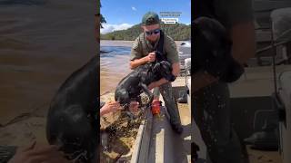 Dog rescued from flooding caused by Helene shorts [upl. by Adaiha]