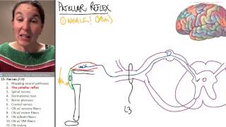 Nerves 2 Patellar Reflext Pathway [upl. by Ricky106]