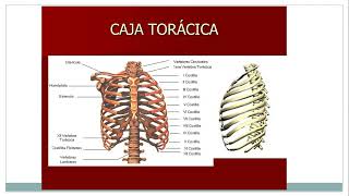 TEORICO DE TORAX DIAFRAGMA ANATOMIA UNLU [upl. by Grefe730]