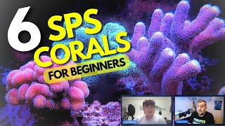 6 SPS Coral For Your Reef Tank That Are Great For Beginners [upl. by Ariahay]