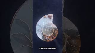 Ammonites secciones ammonites seccion madagascar [upl. by Daria219]