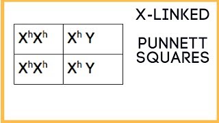 X  linked traits  Punnett Square basics [upl. by Pliske]