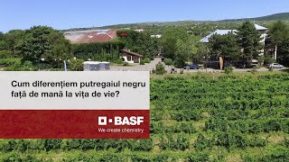 Cum diferențiem putregaiul negru față de mană la vița de vie [upl. by Nelyahs]