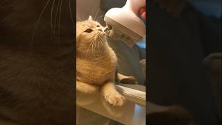 🤣 Shes ready for more massage 🤣 cat funnycats cute funnypets catlover funny kitten pets [upl. by Ahsauqram183]