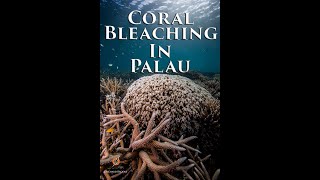 Coral Bleaching in Palau The greatest threat to the marine ecosystem [upl. by Slinkman]