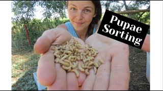 HOW TO SORT PUPAE FROM MEALWORMS  MEALWORM FARMING [upl. by Nnylarat]