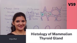 Histology of Thyroid gland  parafollicular cells  Thyroid follicle  colloid  Thyroid histology [upl. by Nohj699]