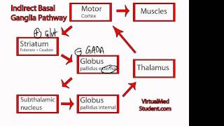 Basal Ganglia Indirect Pathway [upl. by Nasaj]