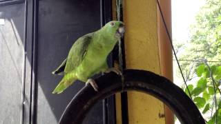 Spanishspeaking parrot [upl. by Noonan]