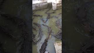 2024 Crocodile  Crocodile Eat Food In Zoo short  7 [upl. by Ylloh756]