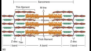 Structure of Myofibril [upl. by Hctub]