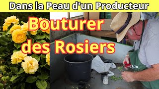 Les Étapes Essentielles pour Bouturer des Rosiers [upl. by Kcirreg]