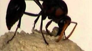 Potter Wasp or Mason Wasp A Master Architect [upl. by Othelia]