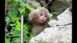 Baby monkey to be attacked [upl. by Ailadgim741]