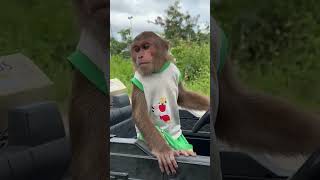 Super funny  CUTIS discovers new job😄cutis monkey shortvideo [upl. by Garibull]