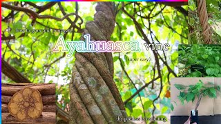 How To Grow And Propagate Ayahuasca Banisteriopsis Caapi Easy [upl. by Deedee692]