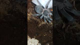 Lasiodora parahybana viralvideo trending explore subscribe support [upl. by Konstanze443]