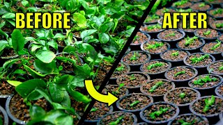 BEST Way To Propagate Anubias Plants For Fast Growth Experiment [upl. by Aiciruam36]