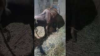 Emergency treatment of bloat in cow [upl. by Llenrad]