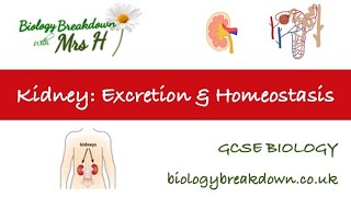 Kidney excretion and homeostasis GCSE [upl. by Eihcra]