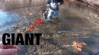 The craziest trout fishing I’ve ever experienced West Virginia Trout Fishing [upl. by Zzabahs]