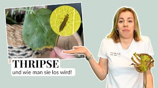 Wie werde ich Thripse auf meiner Monstera los  Zimmerpflanzen Expertentipps mit Lisa [upl. by Tezile179]