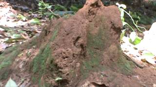 Chithal Puttu  Termite Mounds [upl. by Cordle]