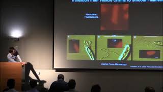 Biophysical investigations of extracellular electron transport in Shewanella oneidensis MR 1 [upl. by Haidej281]