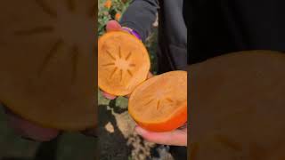 quotEffortless Fruit Slicing A WowWorthy Showcase of Natures Bountyquot [upl. by Soisanahta723]