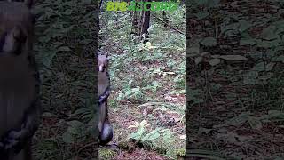 Ardilla gris  Eastern grey squirrel [upl. by Tedd]