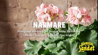 Svenskodlade pelargoner hos Blomsterlandet [upl. by Ranice]