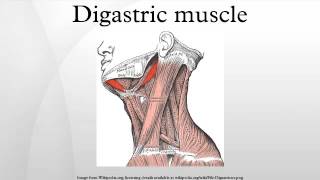 Digastric muscle [upl. by Eelrak]