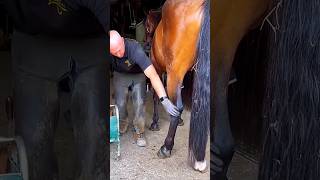 This man cleaned a horses leg for a race shortsvideo [upl. by Llahsram]