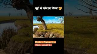 Pura hai chuho se paresan moviecuhaan don animation cartoon kahani animatedcartoon [upl. by Justine]