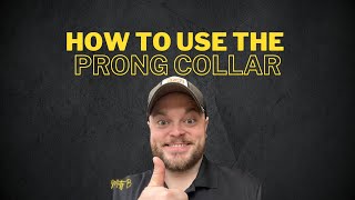 How to Use the 225mm Herm Sprenger Prong Collar [upl. by Costa325]