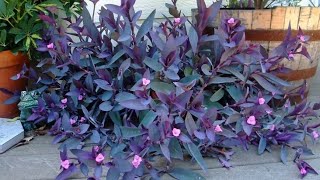 Tradescantia Pallida or Purple Heart Plant growing amp care [upl. by Atled]