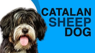 What is the Catalan Sheepdog  Thumbs up or down Doogie Footprints [upl. by Htebazie]