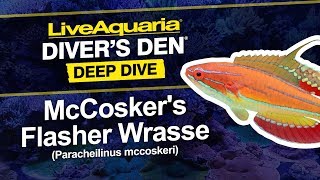 LiveAquaria® Diver’s Den® Deep Dive McCoskers Flasher Wrasse Paracheilinus mccoskeri [upl. by Ahsyla]