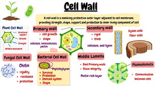 Cell Wall Structure and Function  Cell Organelles and their Function [upl. by Neerak512]