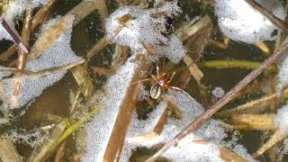 Pachygnatha Spider Swimming [upl. by Stacie]