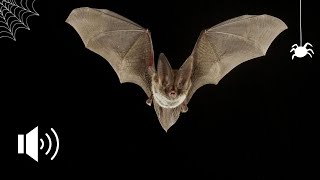 BAT SOUND  SUONO DEL PIPISTRELLO  HALLOWEEN EDITION 🦇 [upl. by Rasla]