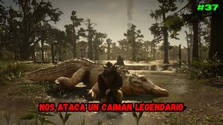 🐊 NOS ATACA UN CAIMAN LEGENDARIO 🐊  37  RED DEAD REDEMPTION 2 [upl. by Haldis]