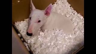 Compilation of Funny Cute Crazy And Epic Moments Bull Terriers Dogs Viral Video  Go Walter [upl. by Araf278]