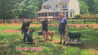 Bog boy heeling around the other dogs K9caringangelsdogtrainingcom [upl. by Linzer]